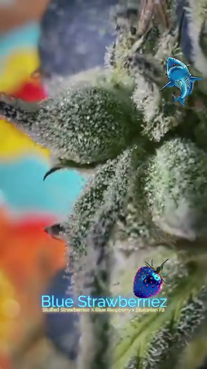 Blue Strawberriez