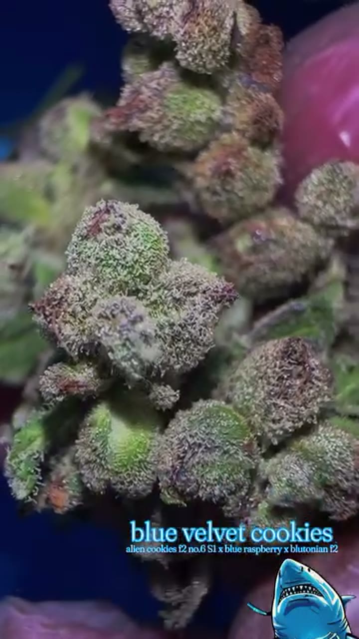 Blue Velvet Cookies