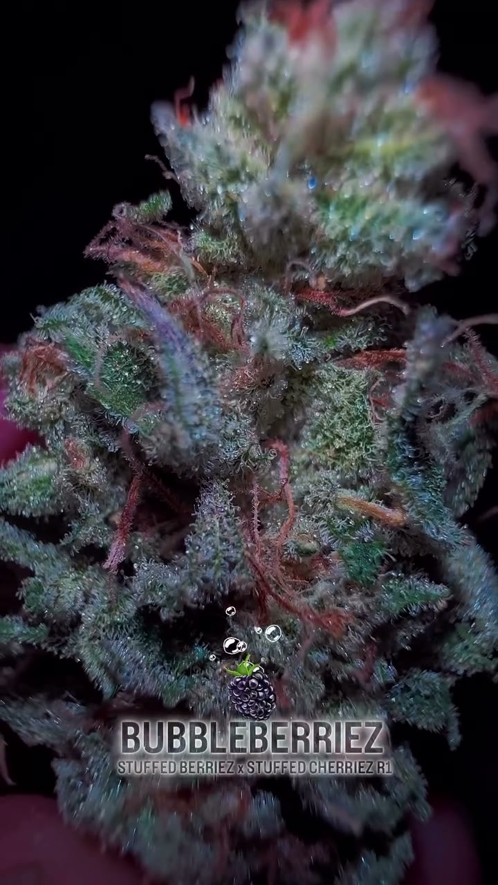 Bubbleberriez