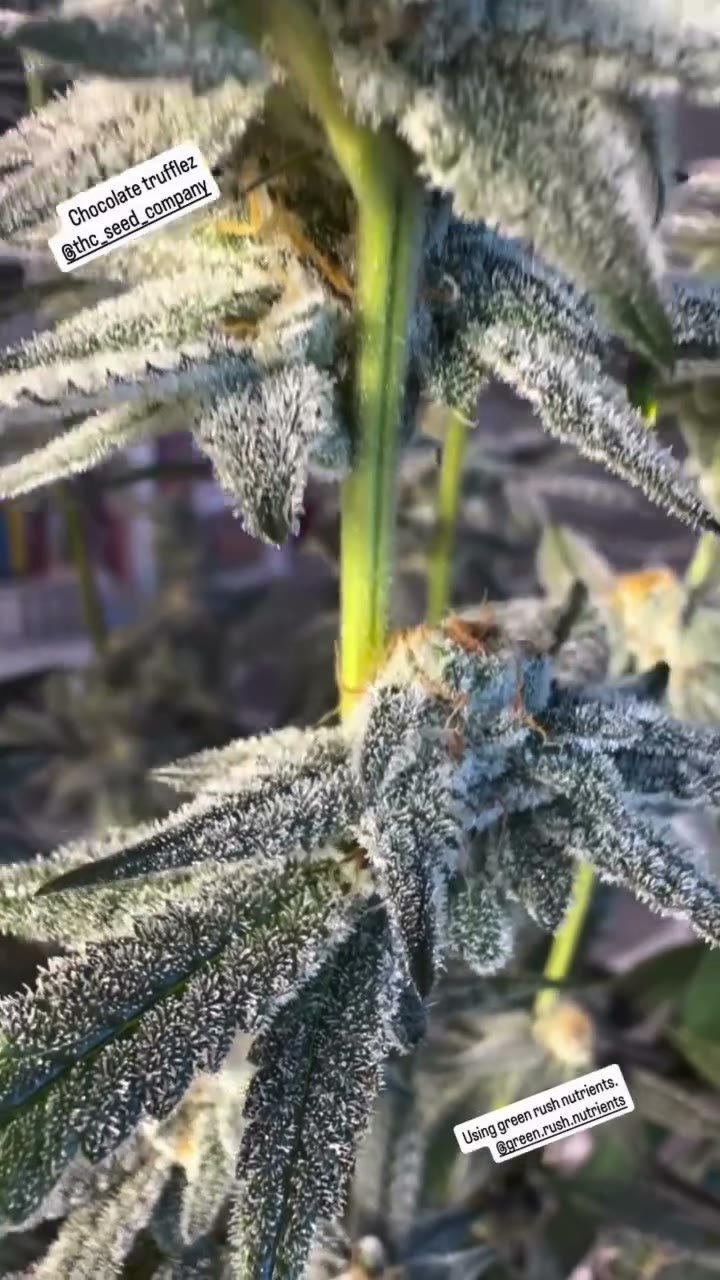 Chocolate Trufflez