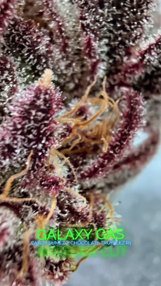 Galaxy Gas