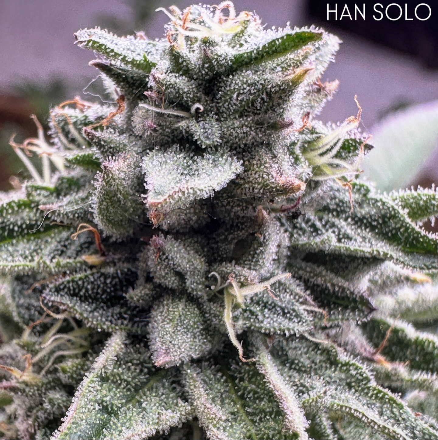 Han Solo