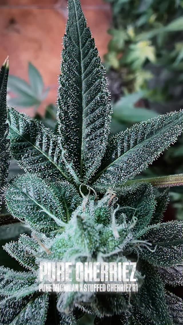 Pure Cherriez
