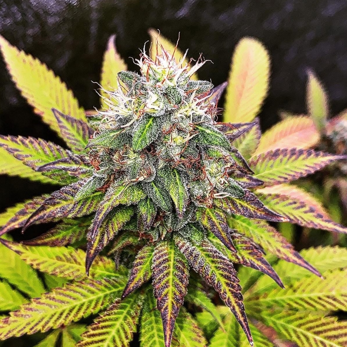 Purplesaurus