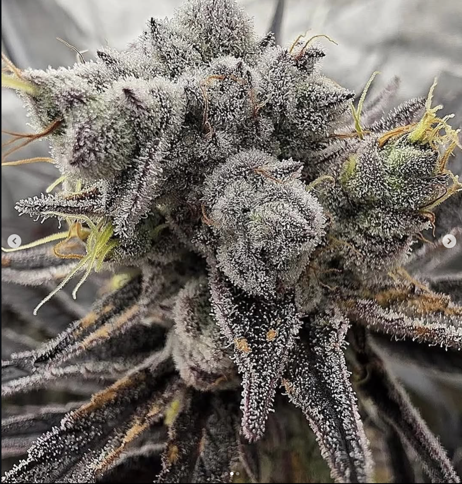 Strawberry Satellite