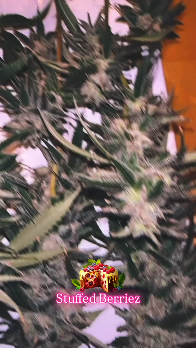 Stuffed Berriez