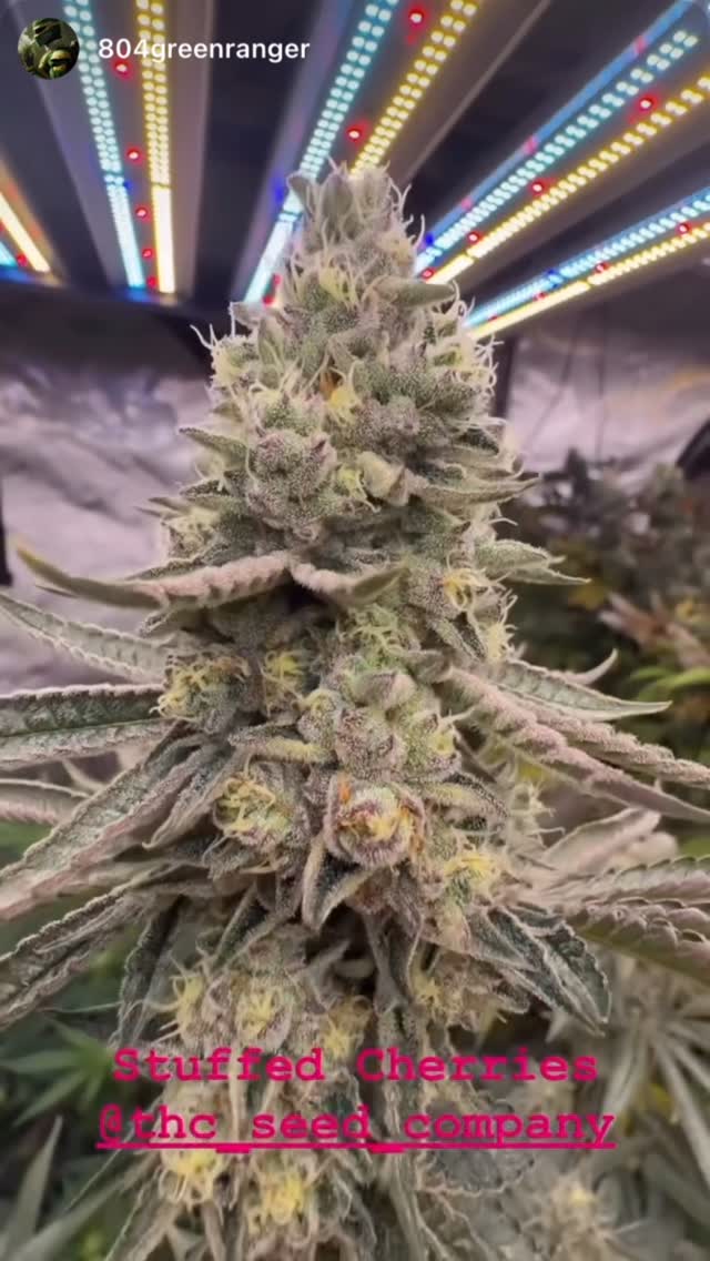 Stuffed Cherriez