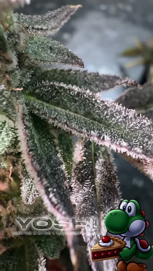 Yoshi